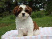 Loveda, a female Cavapoo and Shihpoo for sale in Boyd, WI – 2 of 10