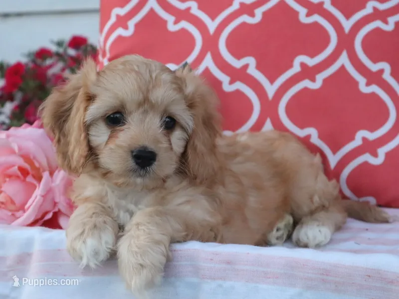 Hadley – Cavapoo puppy for sale in Boyd, WI
