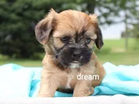 Wynn, a male Cavalier King Charles Spaniel and Shih Tzu for sale in Boyd, WI – 2 of 4