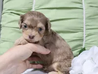 Leif, a male Cavapoo for sale in Boyd, WI – 4 of 4