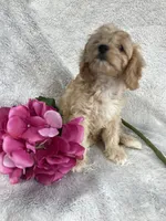 Hadley, a female Cavapoo for sale in Boyd, WI – 3 of 8