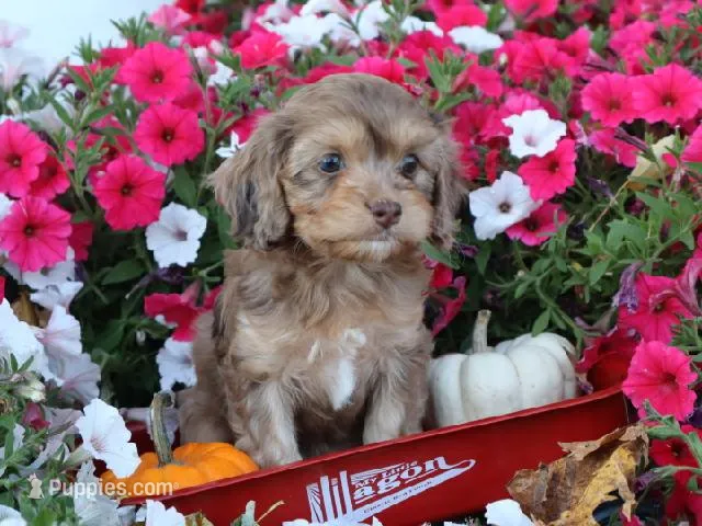 Nevaeh – Cavapoo puppy for sale in Boyd, WI