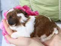 Cadence, a female Cavapoo and Shihpoo for sale in Boyd, WI – Photo 2 of 3