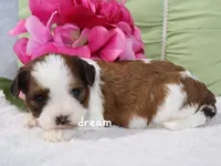 Cadence, a female Cavapoo and Shihpoo for sale in Boyd, WI – Photo 1 of 3