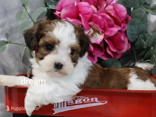 Cadence – Cavapoo, Shihpoo puppy for sale in Boyd, WI