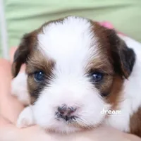 Cadence, a female Cavapoo and Shihpoo for sale in Boyd, WI – Photo 3 of 3