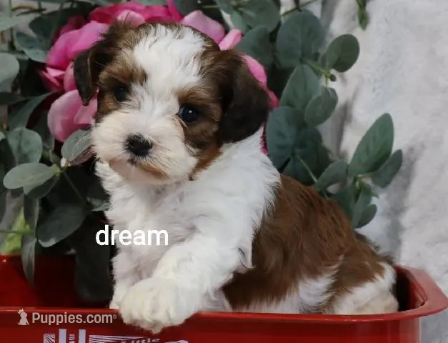 Cadence – Cavapoo, Shihpoo puppy for sale in Boyd, WI