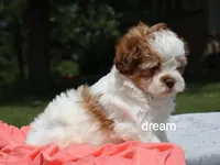 Lark, a female Shihpoo for sale in Boyd, WI – 7 of 7