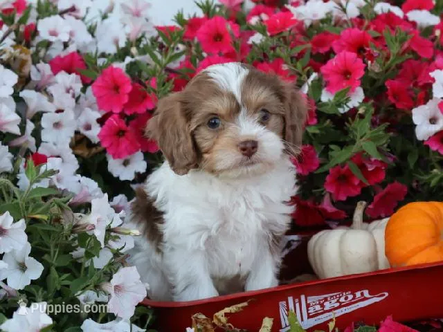 Romeo – Cavapoo puppy on hold in Boyd, WI