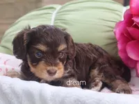 Anza, a female Cavapoo for sale in Boyd, WI – 4 of 5