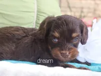 Shiloh, a male Cavapoo for sale in Boyd, WI – 4 of 4