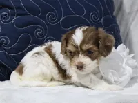 Romeo, a male Cavapoo for sale in Boyd, WI – 3 of 4