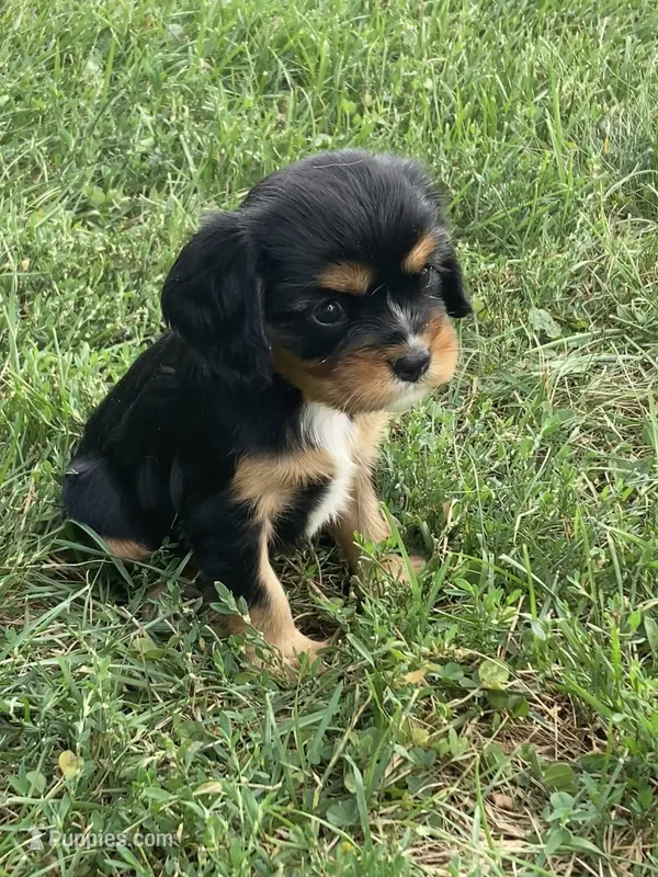 Melody  – Cavalier King Charles Spaniel puppy for sale in Boyd, WI