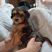 Donovan, a male Cavapoo for sale in Boyd, WI – Photo 6 of 8