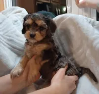 Donovan, a male Cavapoo for sale in Boyd, WI – Photo 2 of 8