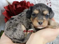 Donovan, a male Cavapoo for sale in Boyd, WI – Photo 3 of 8