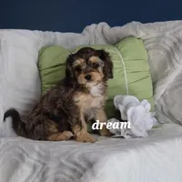 Donovan, a male Cavapoo for sale in Boyd, WI – Photo 4 of 8