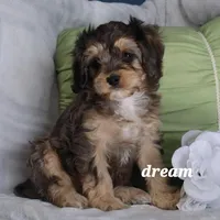 Donovan, a male Cavapoo for sale in Boyd, WI – Photo 3 of 8