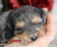 Donovan, a male Cavapoo for sale in Boyd, WI – Photo 5 of 8