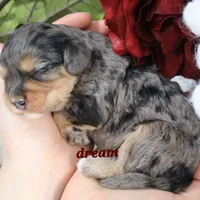 Donovan, a male Cavapoo for sale in Boyd, WI – Photo 5 of 8