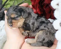 Donovan, a male Cavapoo for sale in Boyd, WI – Photo 4 of 8