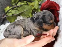 Donovan, a male Cavapoo for sale in Boyd, WI – Photo 8 of 8