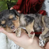 Donovan, a male Cavapoo for sale in Boyd, WI – Photo 8 of 8