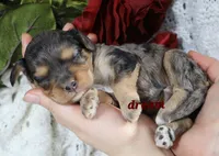 Donovan, a male Cavapoo for sale in Boyd, WI – Photo 7 of 8