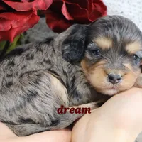 Donovan, a male Cavapoo for sale in Boyd, WI – Photo 7 of 8