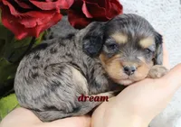 Donovan, a male Cavapoo for sale in Boyd, WI – Photo 6 of 8