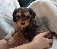 Donovan, a male Cavapoo for sale in Boyd, WI – Photo 1 of 8