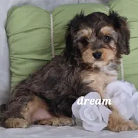 Donovan, a male Cavapoo for sale in Boyd, WI – Photo 2 of 8