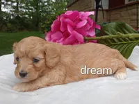 Hadley, a female Cavapoo for sale in Boyd, WI – 2 of 5