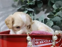 Bliss, a female Cavapoo for sale in Boyd, WI – 3 of 4