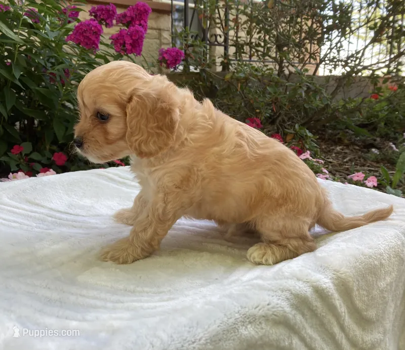 Laredo – Cavapoo puppy for sale in Boyd, WI
