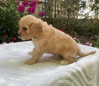 Laredo, a male Cavapoo for sale in Boyd, WI – 6 of 10