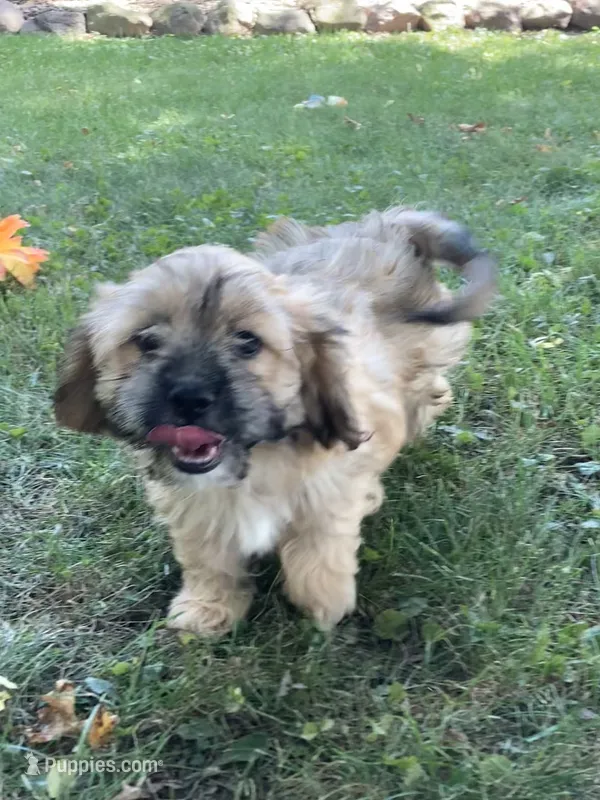 Wynn – Cavalier King Charles Spaniel, Shih Tzu puppy for sale in Boyd, WI
