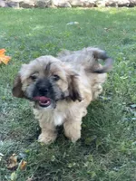 Wynn, a male Cavalier King Charles Spaniel and Shih Tzu for sale in Boyd, WI – 1 of 8