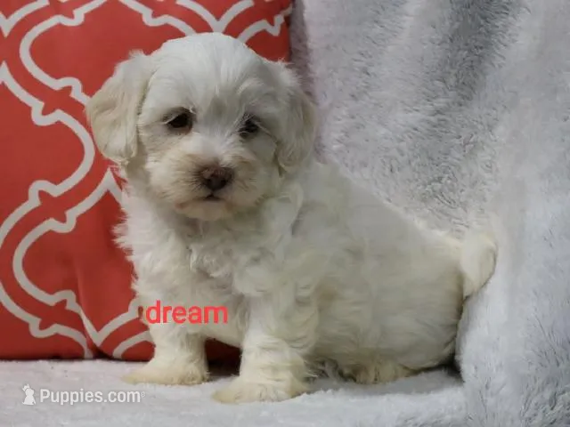 Rayna – Shihpoo puppy for sale in Boyd, WI