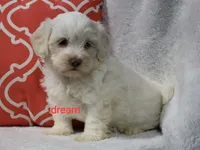 Rayna, a female Shihpoo for sale in Boyd, WI – 3 of 5