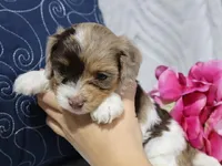 Eclipse, a female Cavapoo for sale in Boyd, WI – 3 of 7
