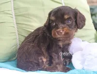 Shiloh, a male Cavapoo for sale in Boyd, WI – 2 of 4