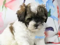 Lyla, a female Shihpoo for sale in Boyd, WI – 4 of 4