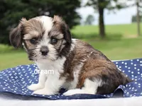 Nico, a male Cavalier King Charles Spaniel and Shih Tzu for sale in Boyd, WI – 3 of 3