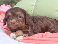 Poem, a female Cavapoo for sale in Boyd, WI – 4 of 6