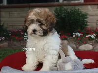 Sienna, a female Shihpoo for sale in Boyd, WI – 6 of 9