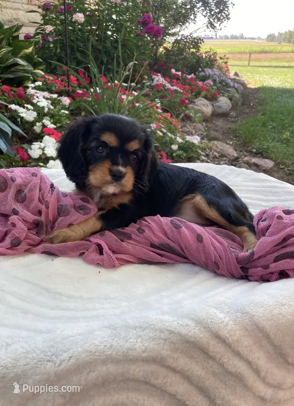 Melody  – Cavalier King Charles Spaniel puppy for sale in Boyd, WI