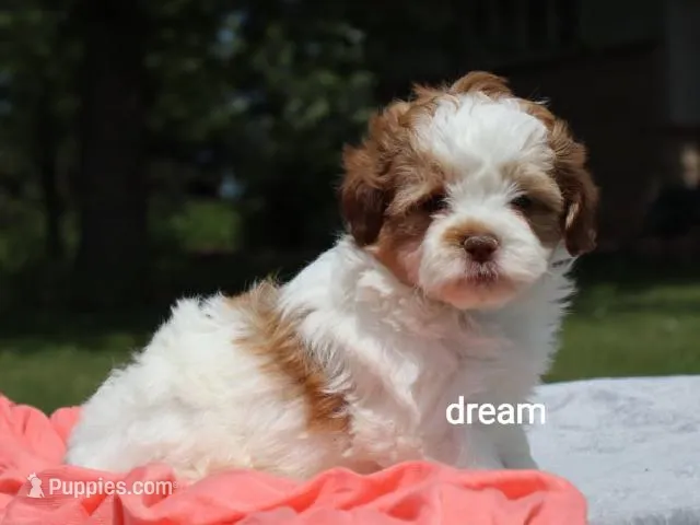 Lark – Shihpoo puppy for sale in Boyd, WI