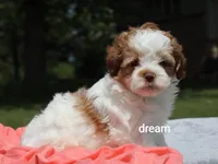 Lark, a female Shihpoo for sale in Boyd, WI – 3 of 7
