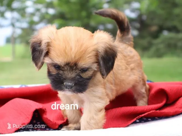 Rhett – Cavalier King Charles Spaniel, Shih Tzu puppy for sale in Boyd, WI